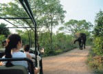 wild elephants on jeep safari