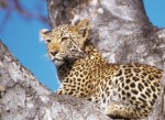 see leopards at DOMIZILE REISEN Safari 