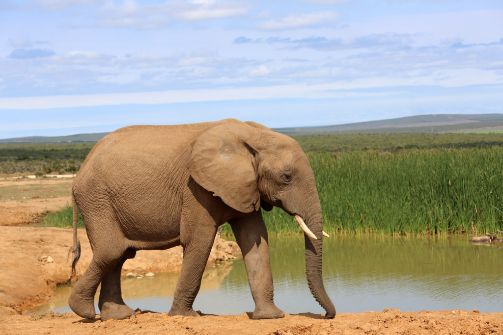 Elefant in Süd Afrika