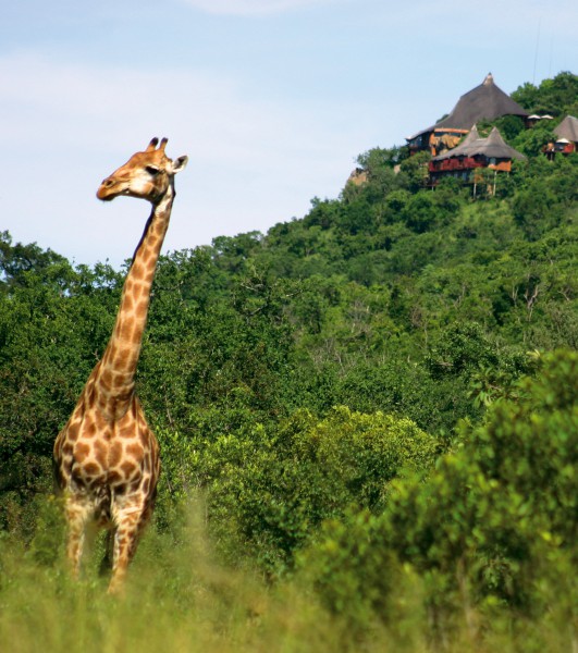 giraffes tower above the trees 