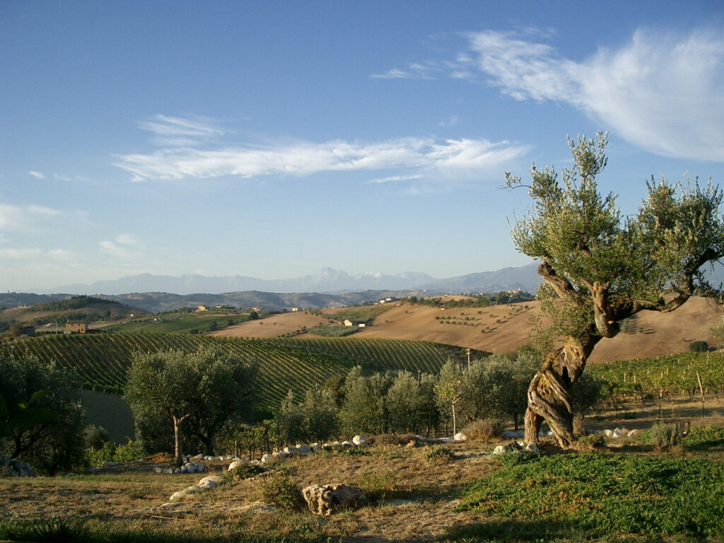 olivenbaum und weinfelder