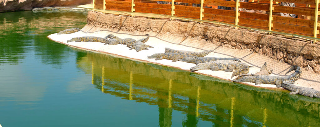 Krokodilpark in agadir