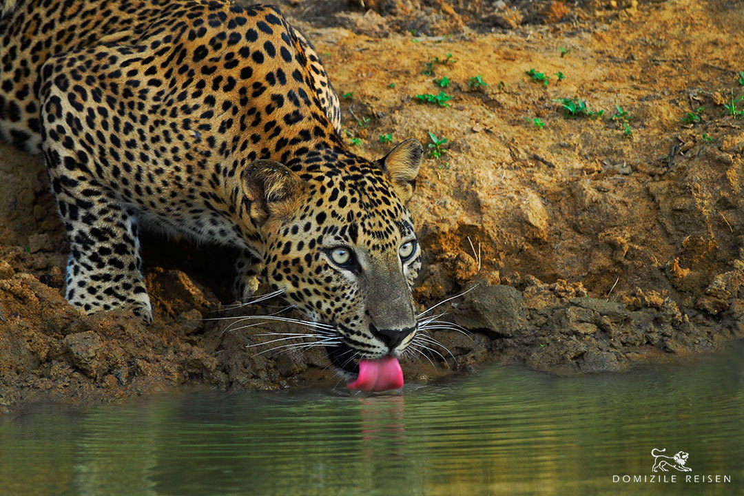 leopard drinkng water