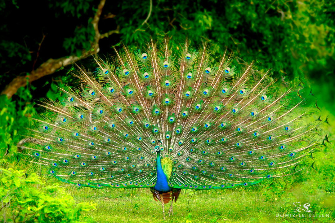 peacock in wild life with beautiful feathers