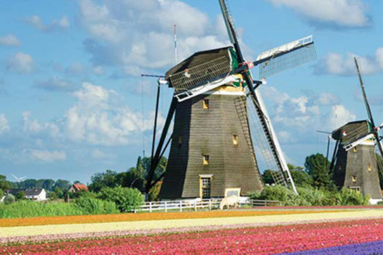 Niederlande Windmühle und Tulpen