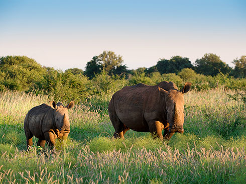 Buffalo in Madikwe Game Reserve